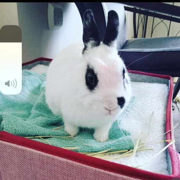 Meet your Posher, Dyanne - Picture 9 of 16